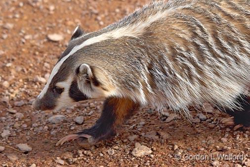 Bosque Badger_73029.jpg - Photographed in the Bosque del Apache National Wildlife Refuge near San Antonio, New Mexico USA. 